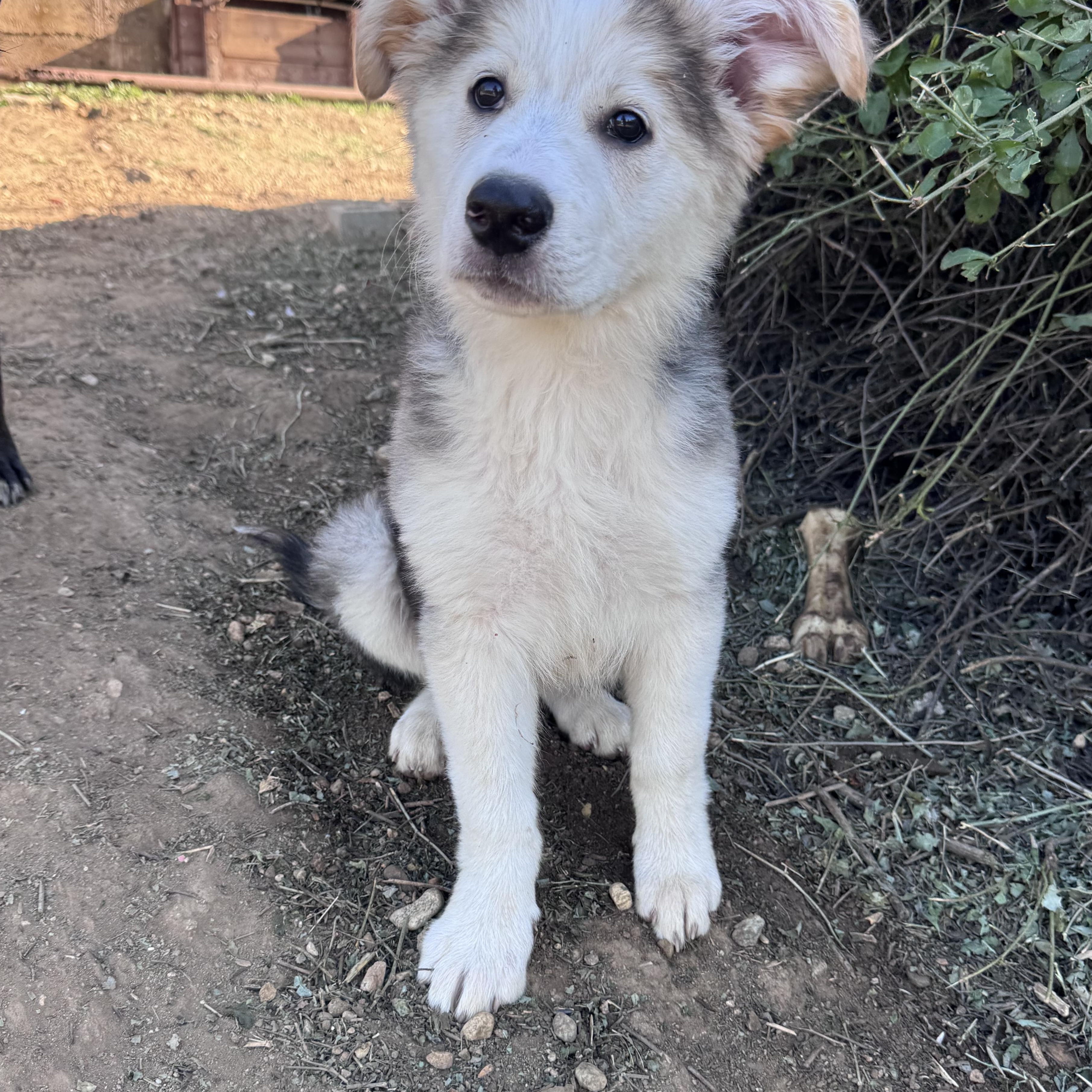 Enlarge Star, a other Great Pyrenees in Whittier, CA image 2/3