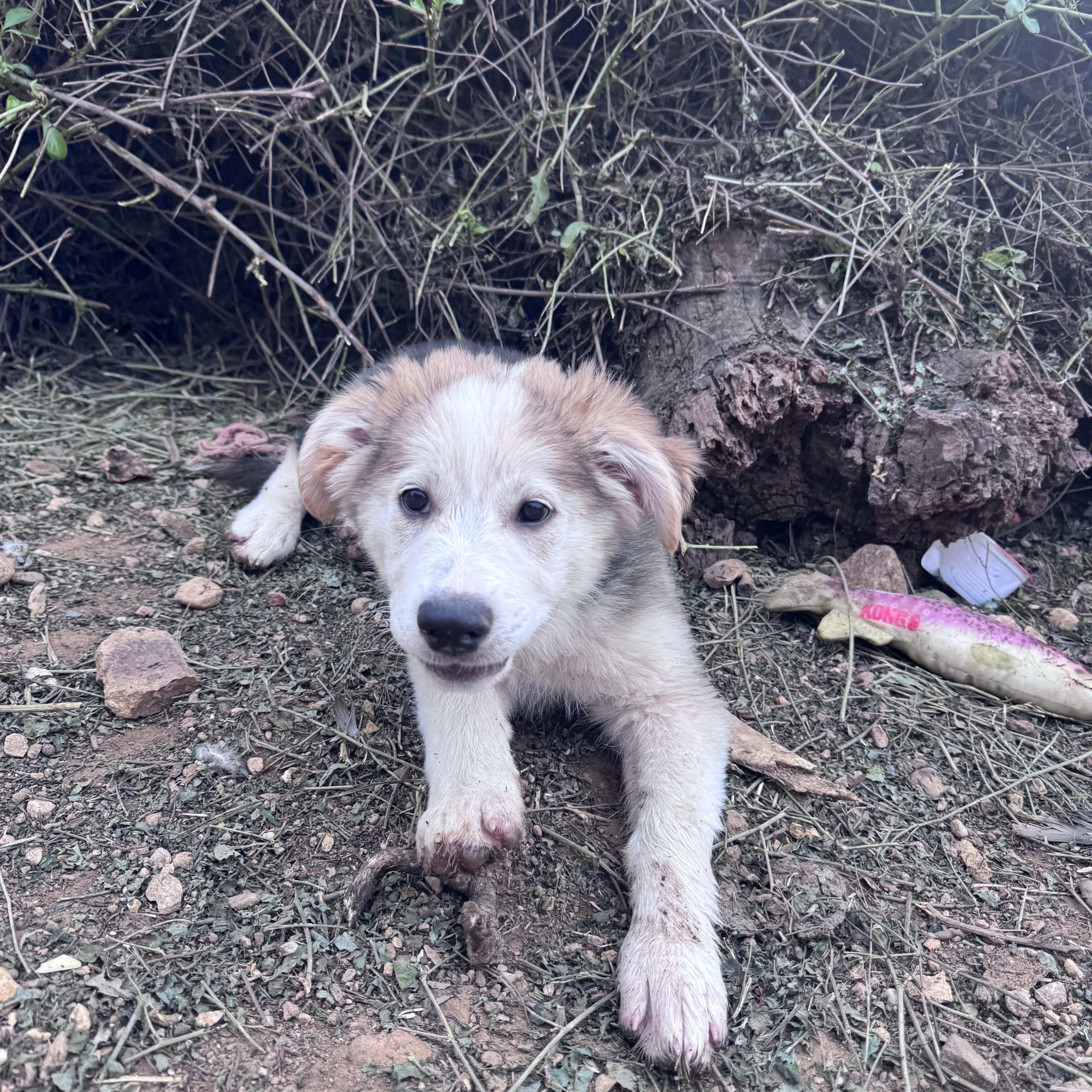 Enlarge Star, a other Great Pyrenees in Whittier, CA image 3/3