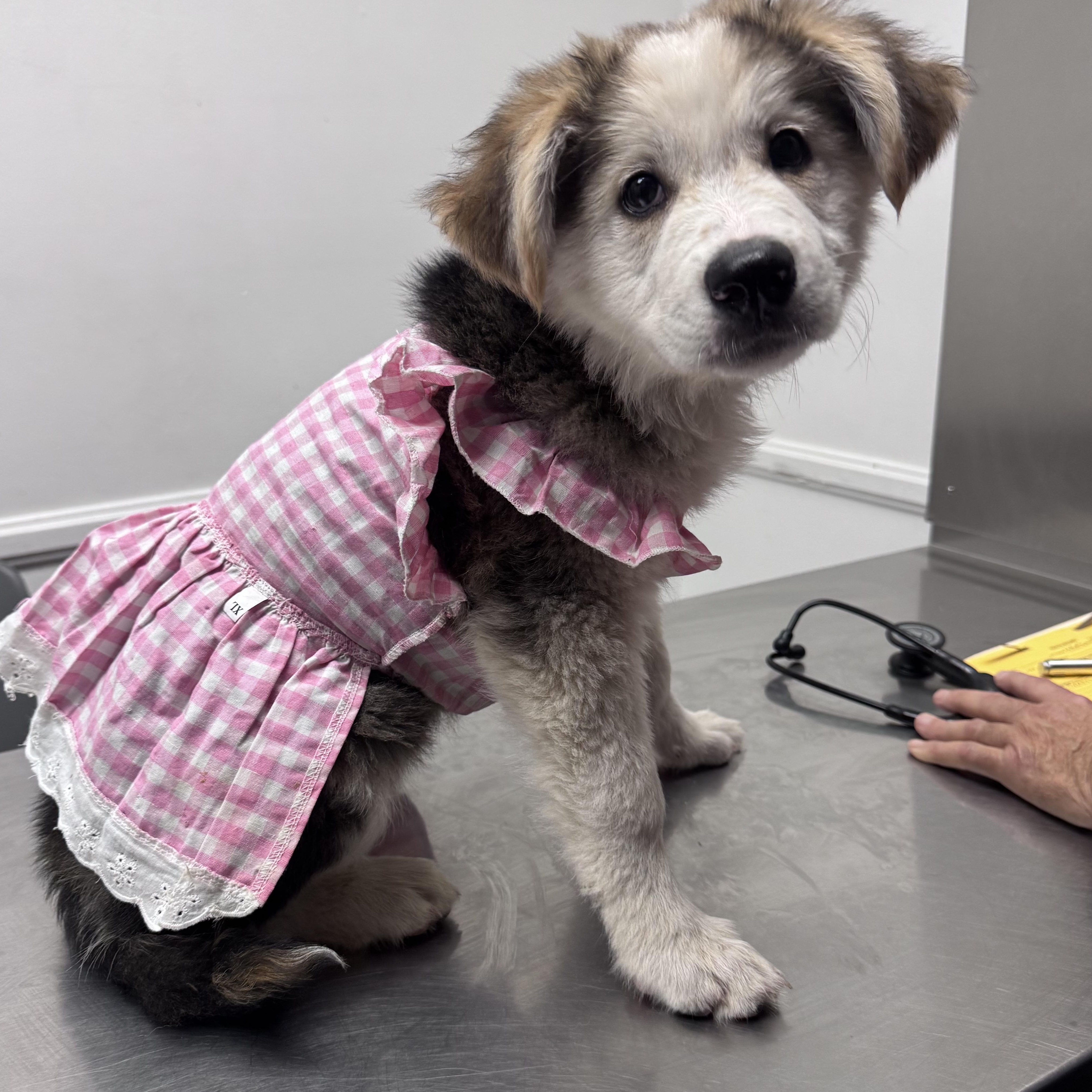 Star, ADOPTABLE, Puppy Female Great Pyrenees.