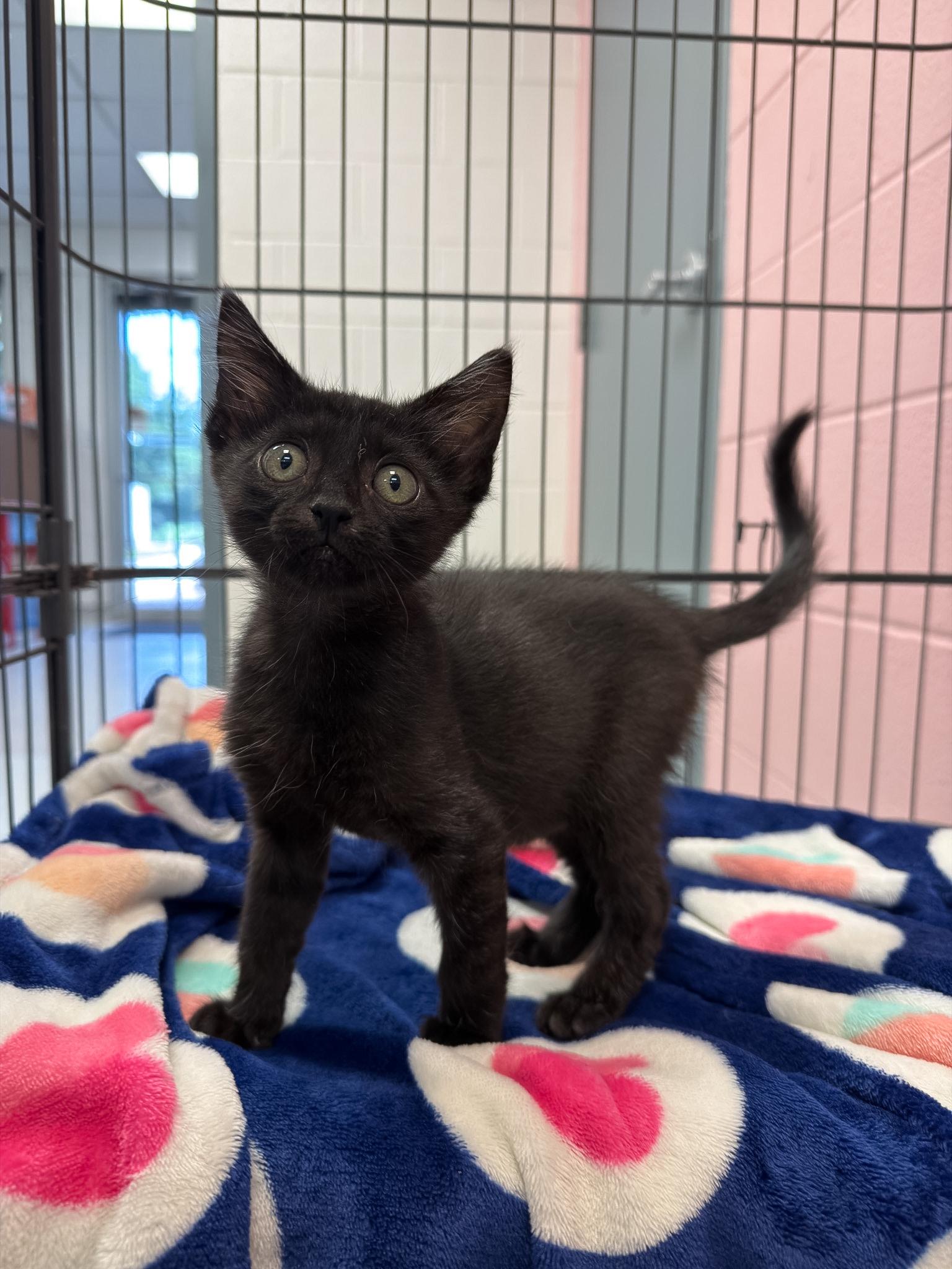 Enlarge Asher, an adopted Domestic Short Hair in Allen, TX image 1/1
