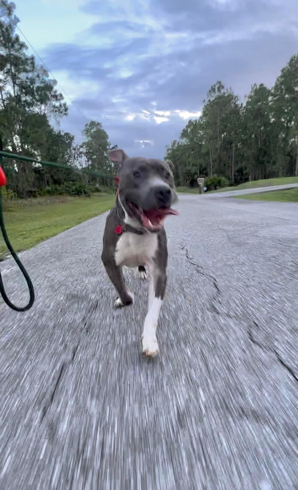 Enlarge Hank, a Adoptable mixed breed in Haines city, FL image 2/4
