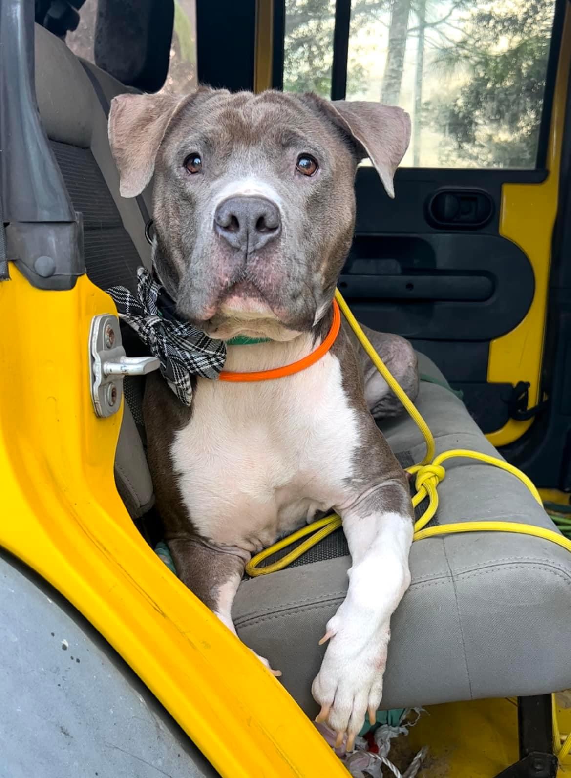 Enlarge Hank, a Adoptable mixed breed in Haines city, FL image 3/4