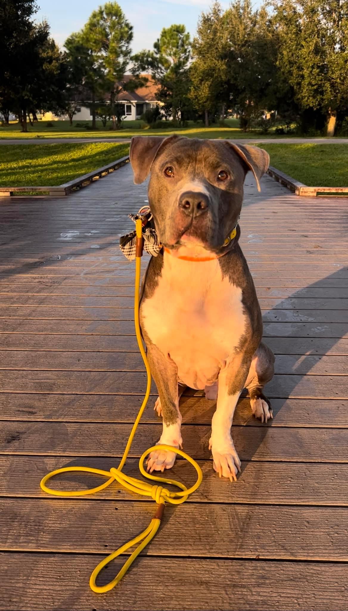 Enlarge Hank, a Adoptable mixed breed in Haines city, FL image 4/4