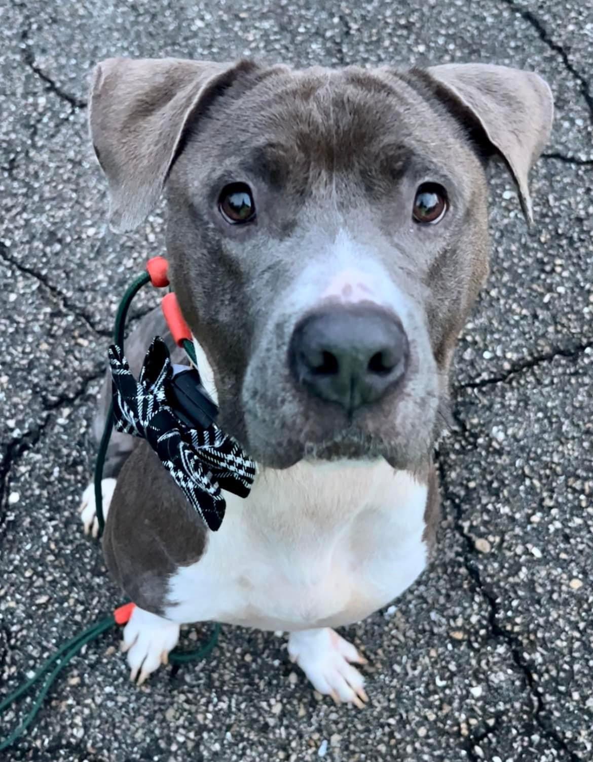 Hank, Adult Male Bulldog