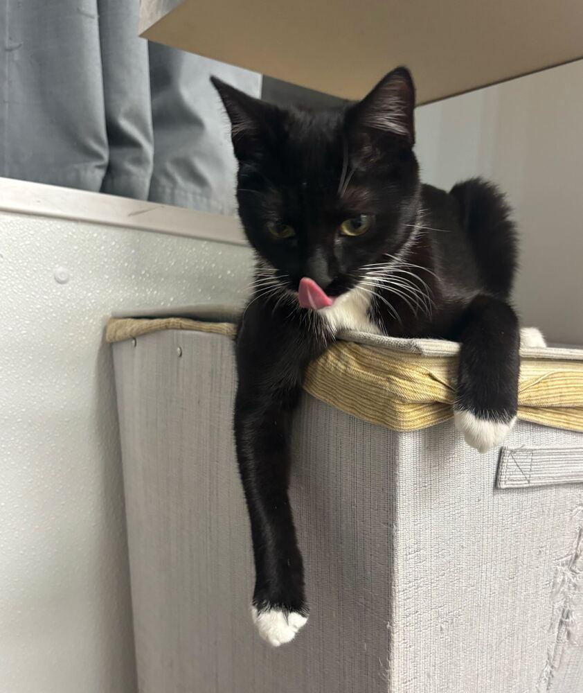 Jayden, Adoptable, Kitten Female Domestic Short Hair.