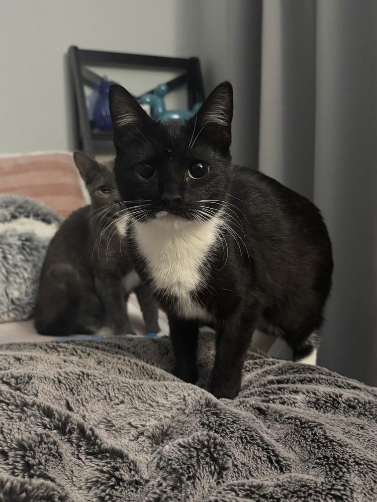 Jayden, a Adoptable Domestic Short Hair in Milltown, NJ image 2/5