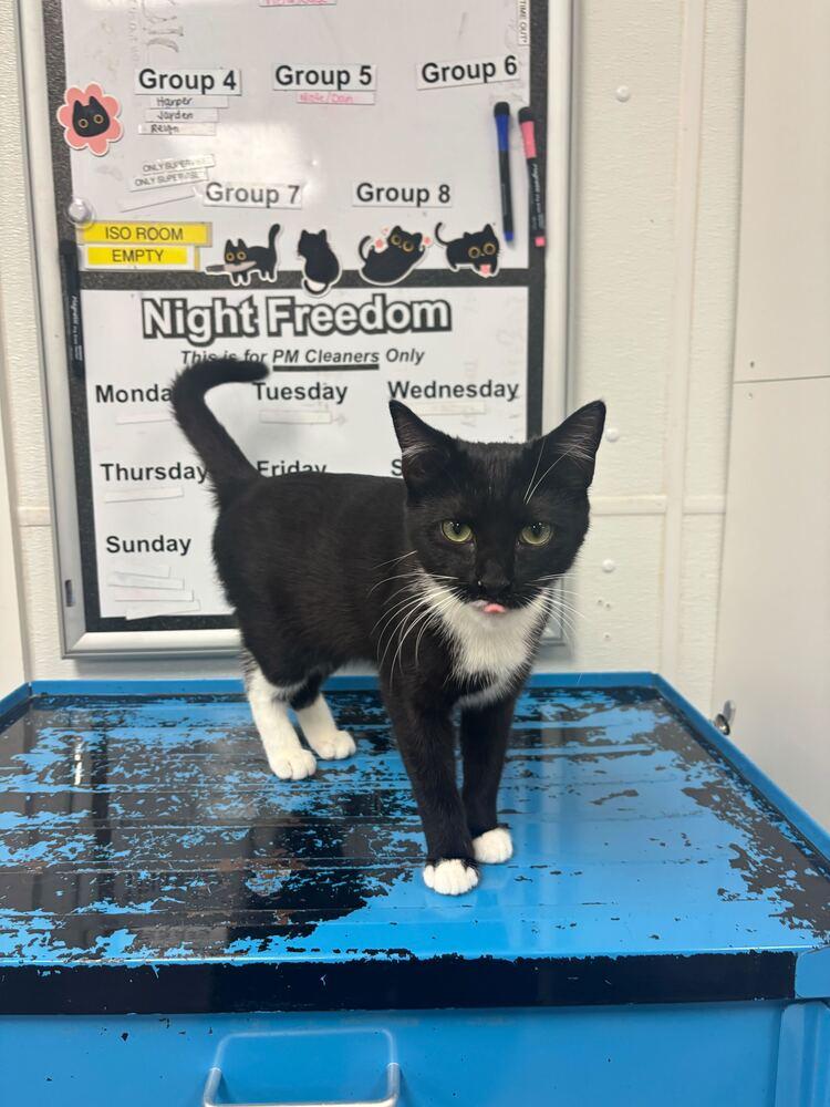 Jayden, a Adoptable Domestic Short Hair in Milltown, NJ image 3/5