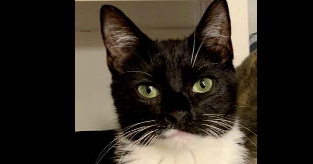 Jayden, a Adoptable Domestic Short Hair in Milltown, NJ image 4/5