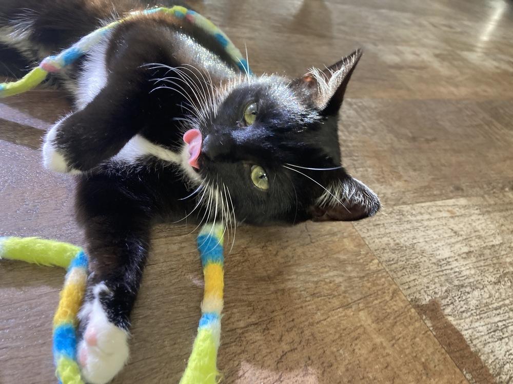 Jayden, a Adoptable Domestic Short Hair in Milltown, NJ image 5/5