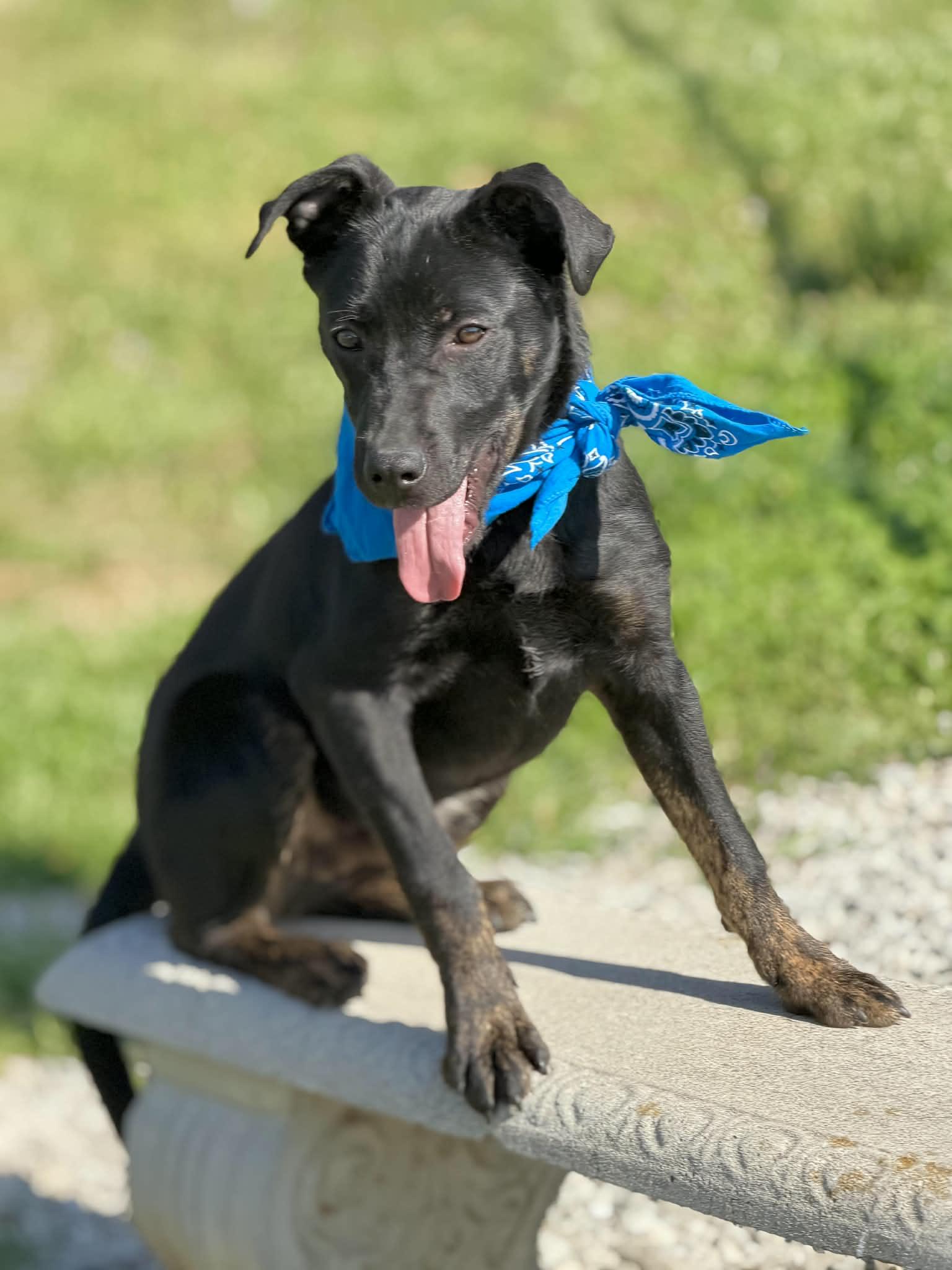 Enlarge Tyson, a ADOPTABLE mixed breed in Maryville, TN image 5/6