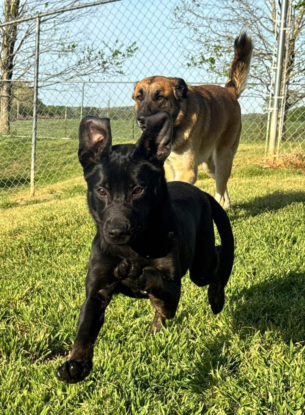 Enlarge Tyson, a ADOPTABLE mixed breed in Maryville, TN image 6/6