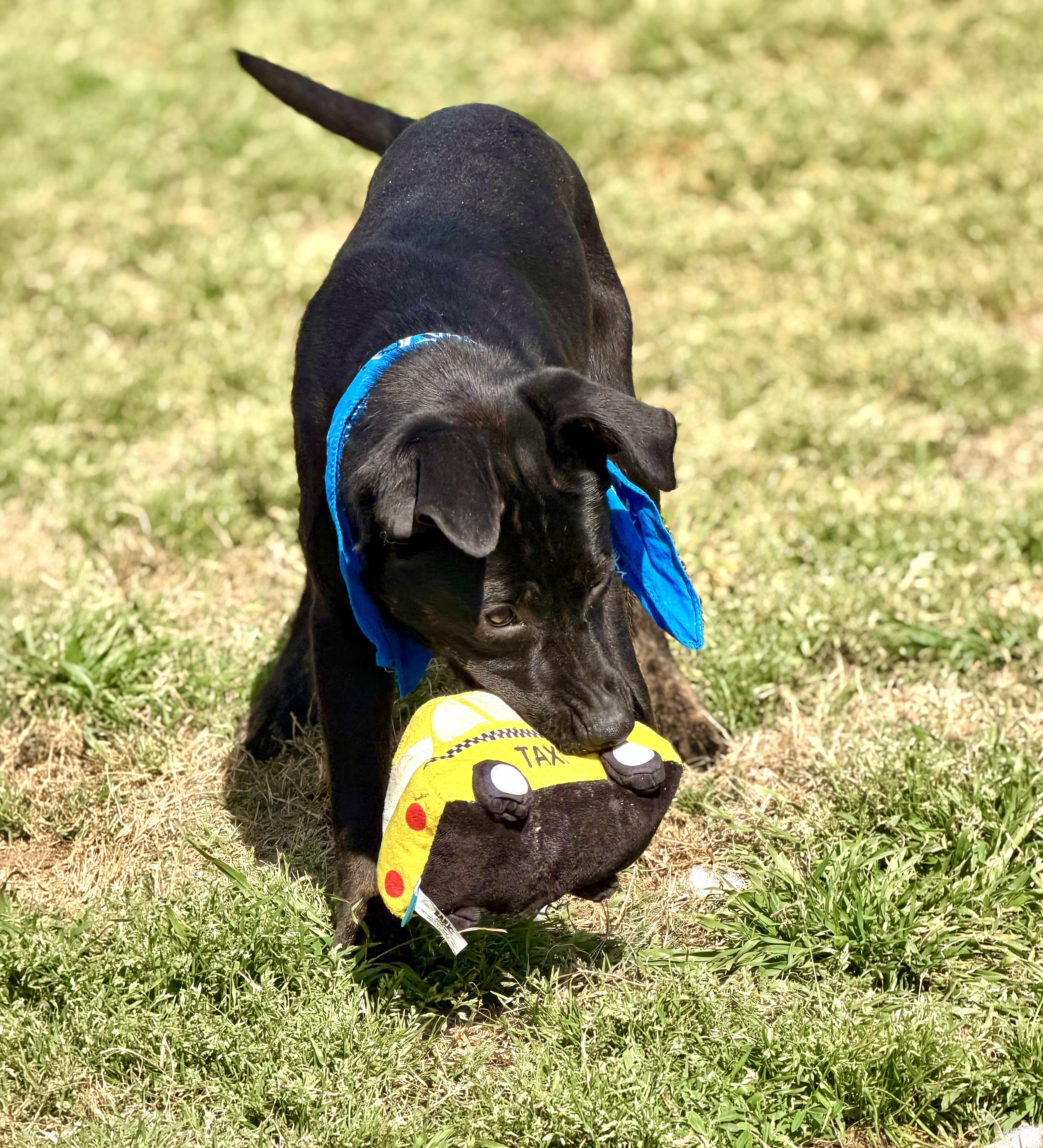 Enlarge Tyson, a ADOPTABLE mixed breed in Maryville, TN image 2/6