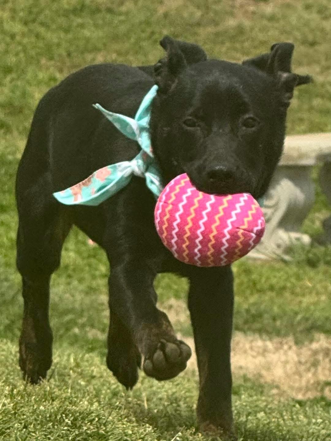 Enlarge Tyson, a ADOPTABLE mixed breed in Maryville, TN image 4/6