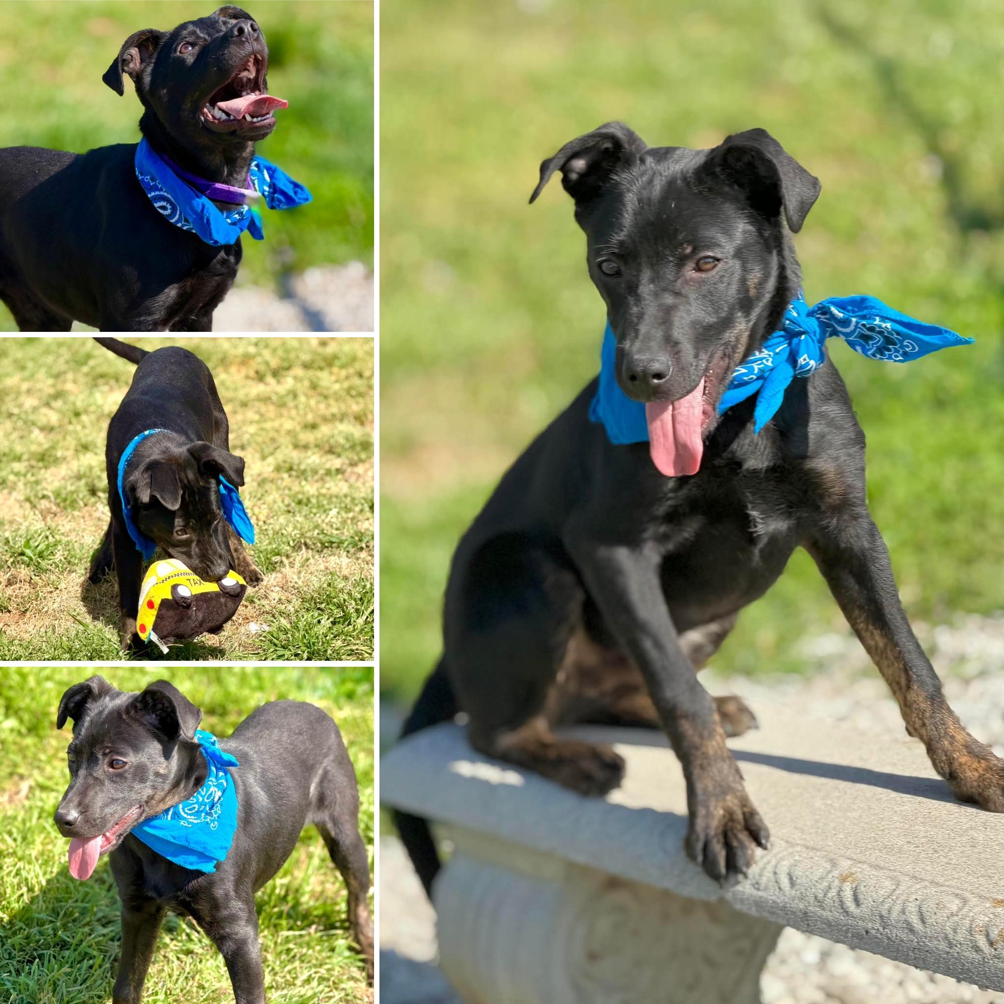 Tyson, ADOPTABLE, Puppy Male Black Labrador Retriever & Hound.