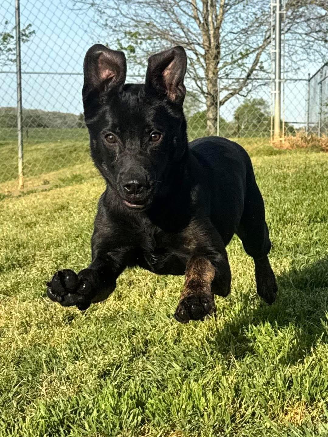 Enlarge Tyson, a ADOPTABLE mixed breed in Maryville, TN image 3/6