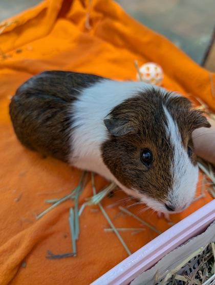 Primrose, a Adoptable Guinea Pig in Roseville, CA image 1/2