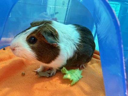 Primrose, a Adoptable Guinea Pig in Roseville, CA image 2/2