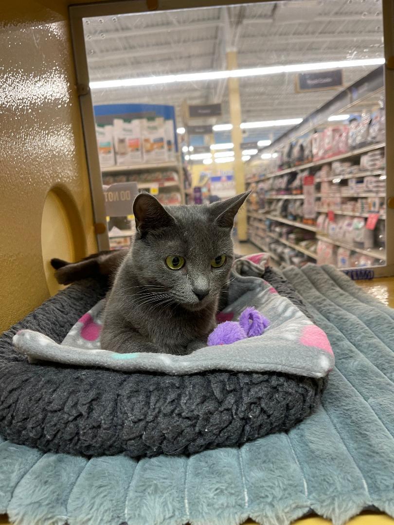Veranda, ADOPTABLE, Young Female Domestic Short Hair.