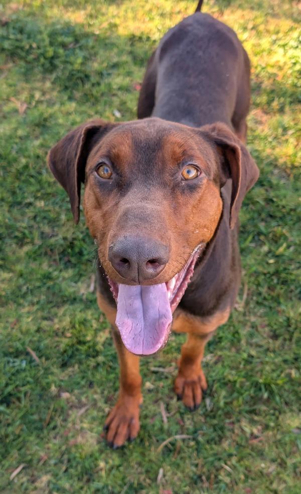 Enlarge Sailor, a Adoptable mixed breed in El Cajon, CA image 1/1