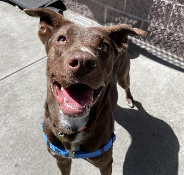 Coachella, Adoptable, Young Female Labrador Retriever & Pit Bull Terrier.