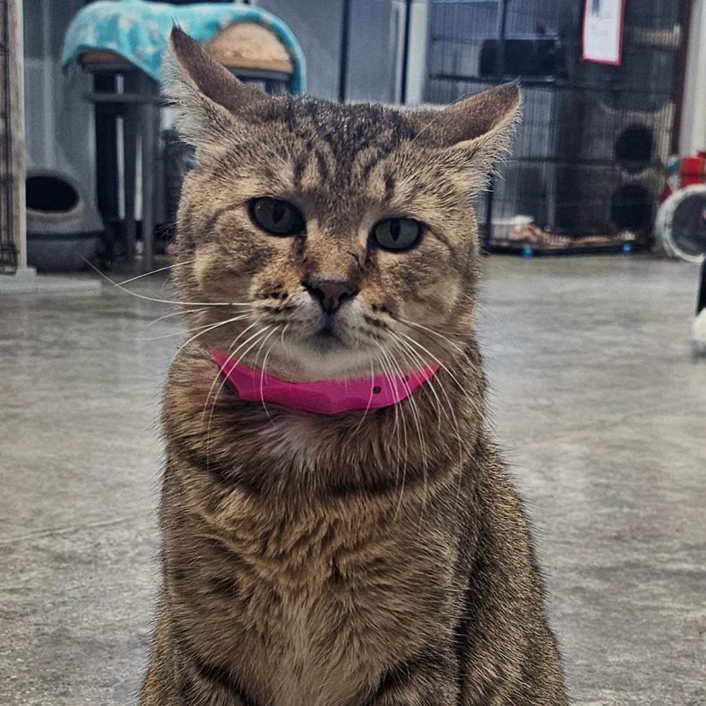 Enlarge Derby, a Adoptable Domestic Short Hair in Corydon, IN image 3/3