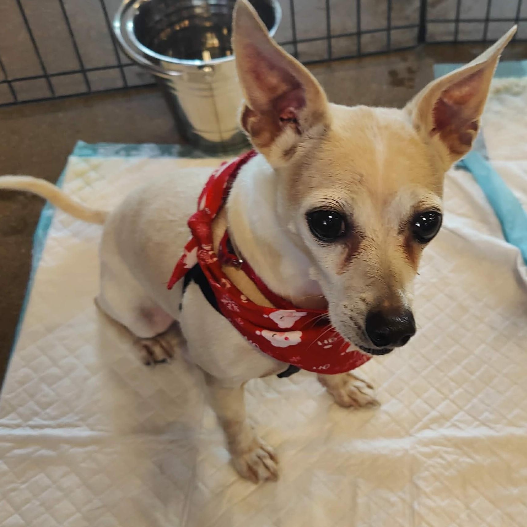 Abe , ADOPTABLE, Senior Male Chihuahua.