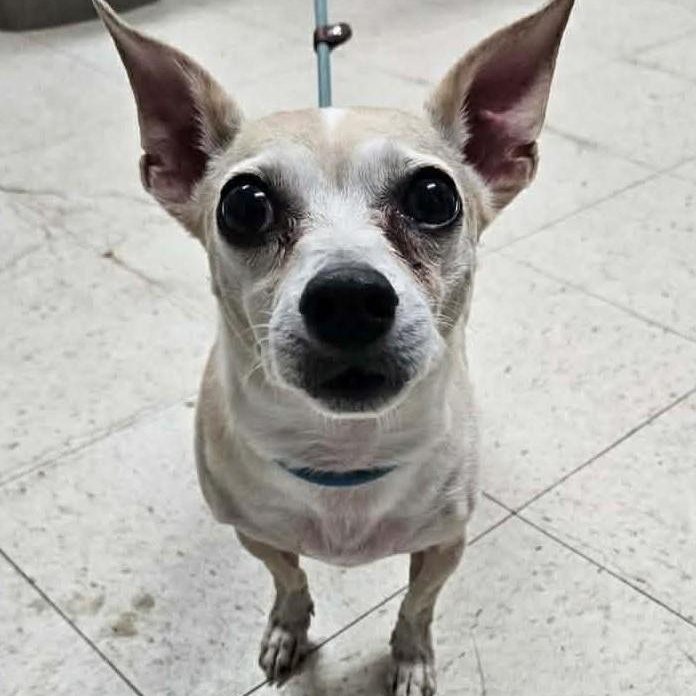 Abe , ADOPTABLE, Senior Male Chihuahua.