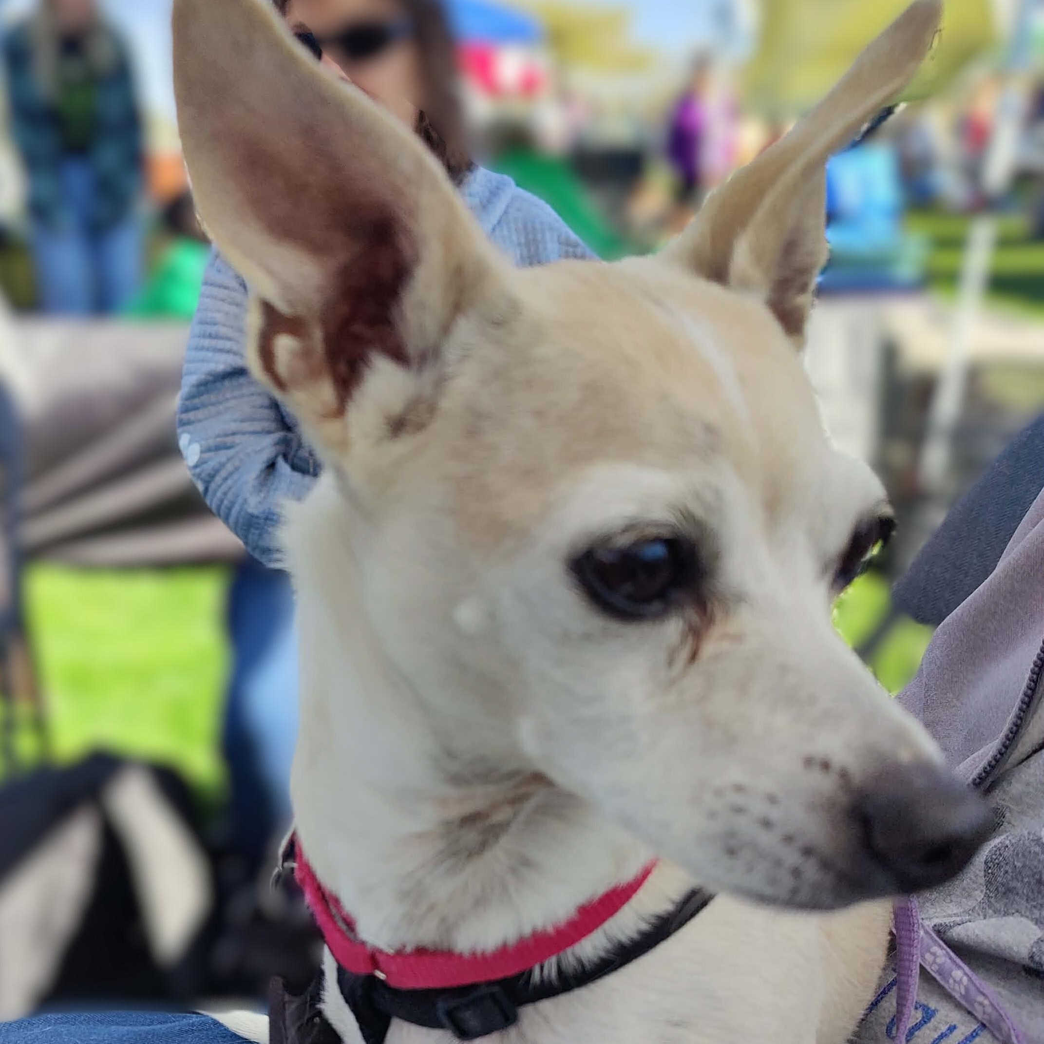 Abe , ADOPTABLE, Senior Male Chihuahua.