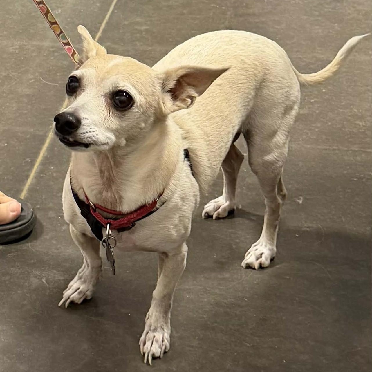 Abe , a ADOPTABLE Chihuahua in Marana, AZ image 1/4