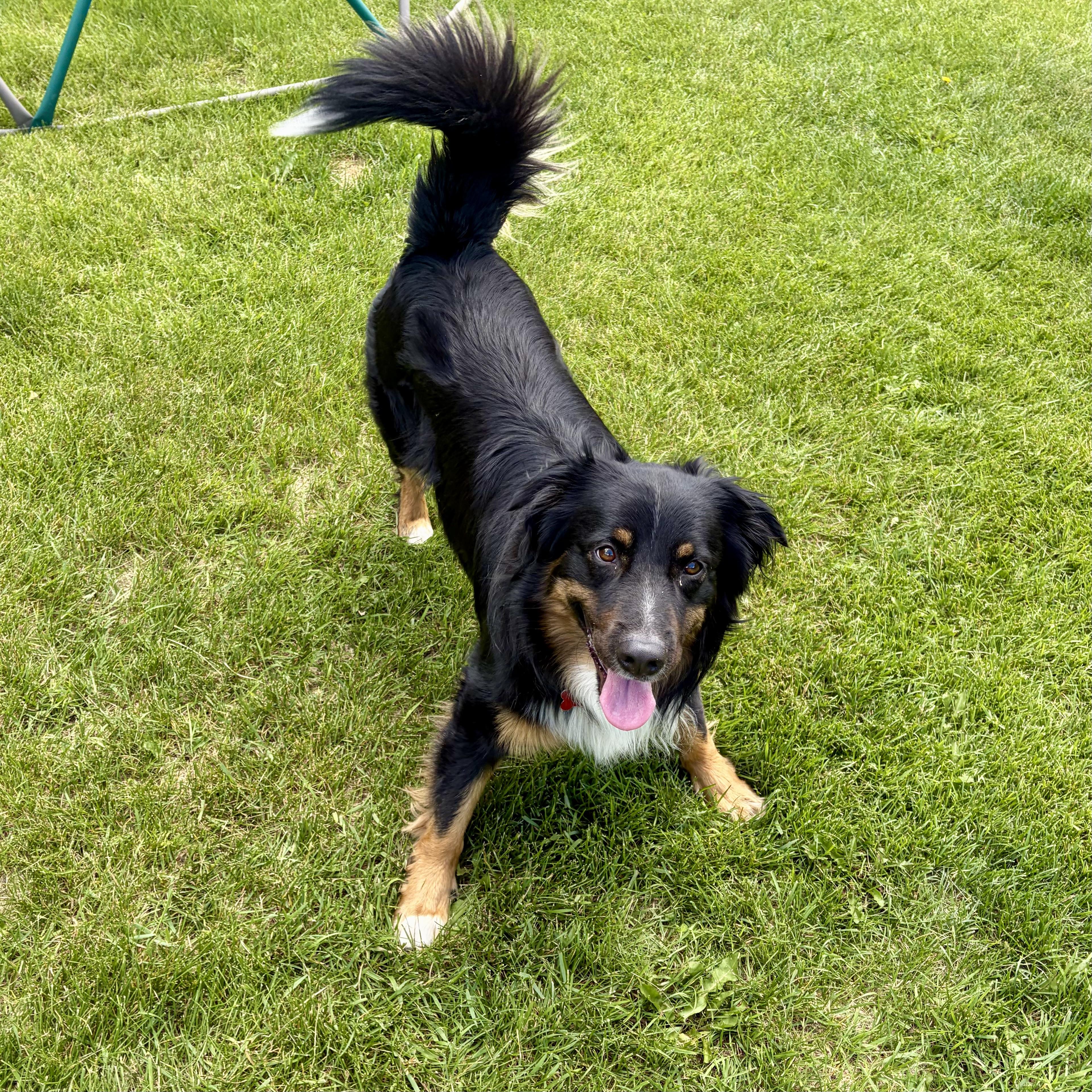 Flash, a ADOPTABLE Australian Shepherd in Prior Lake, MN image 2/6