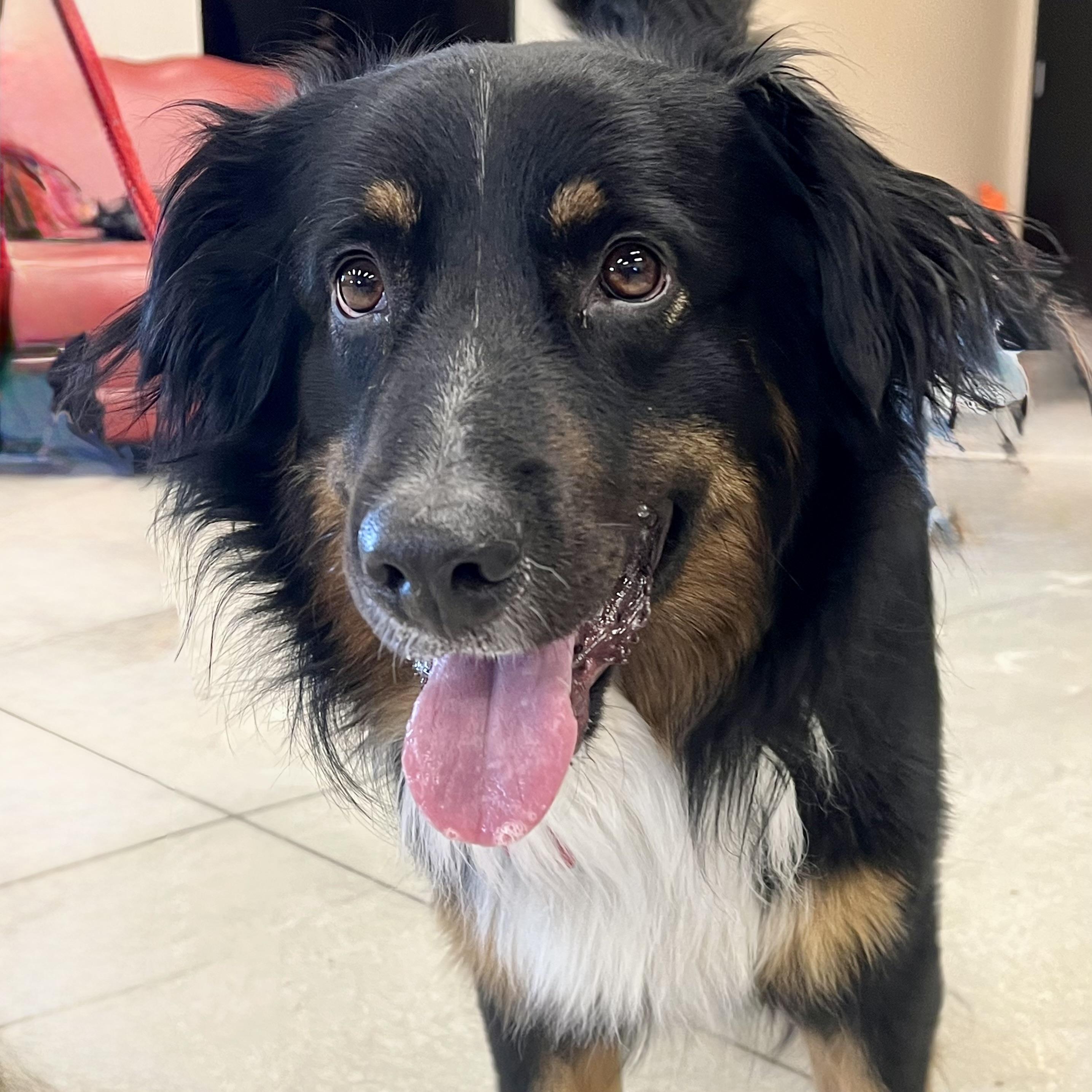 Flash, a ADOPTABLE Australian Shepherd in Prior Lake, MN image 6/6
