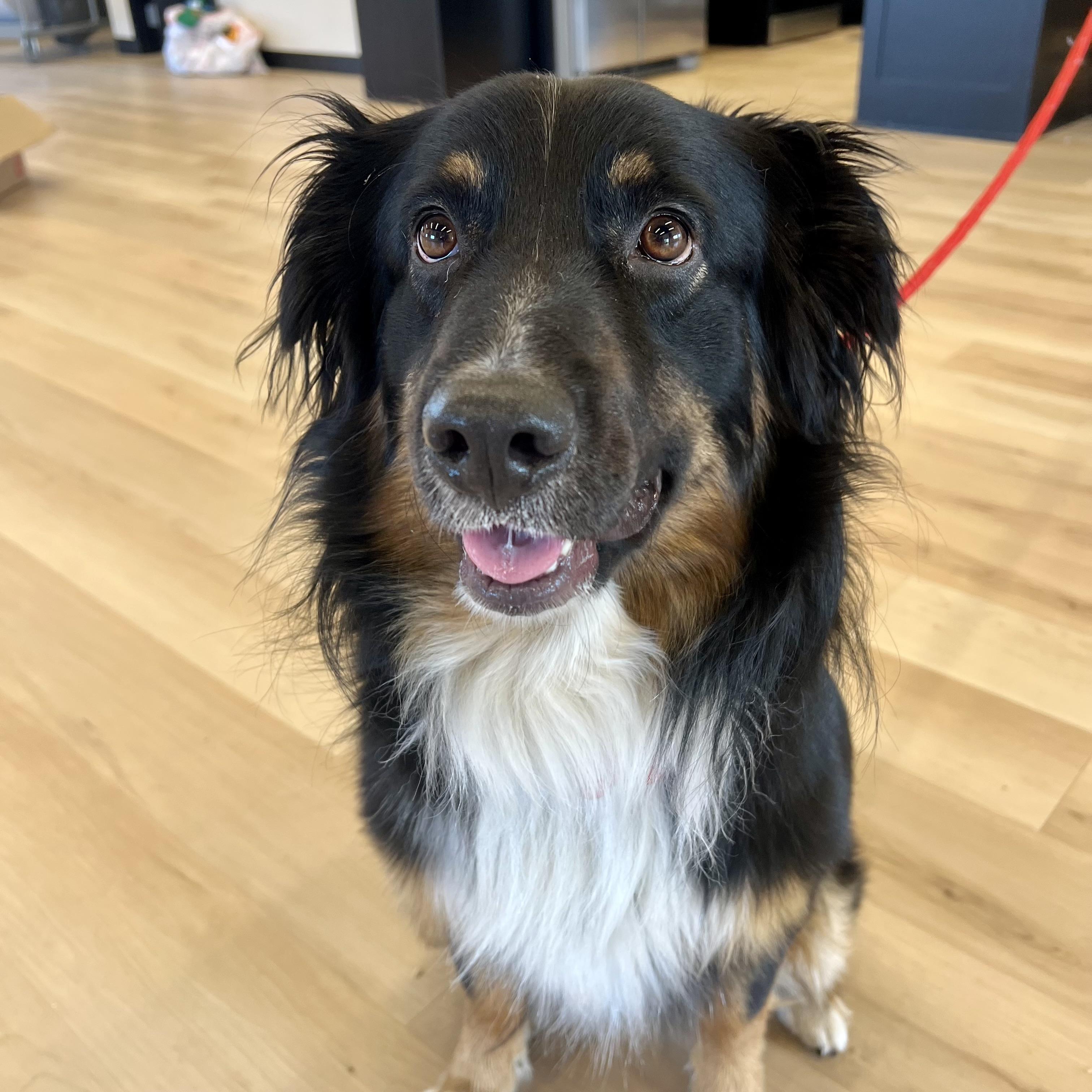 Flash, a ADOPTABLE Australian Shepherd in Prior Lake, MN image 1/6