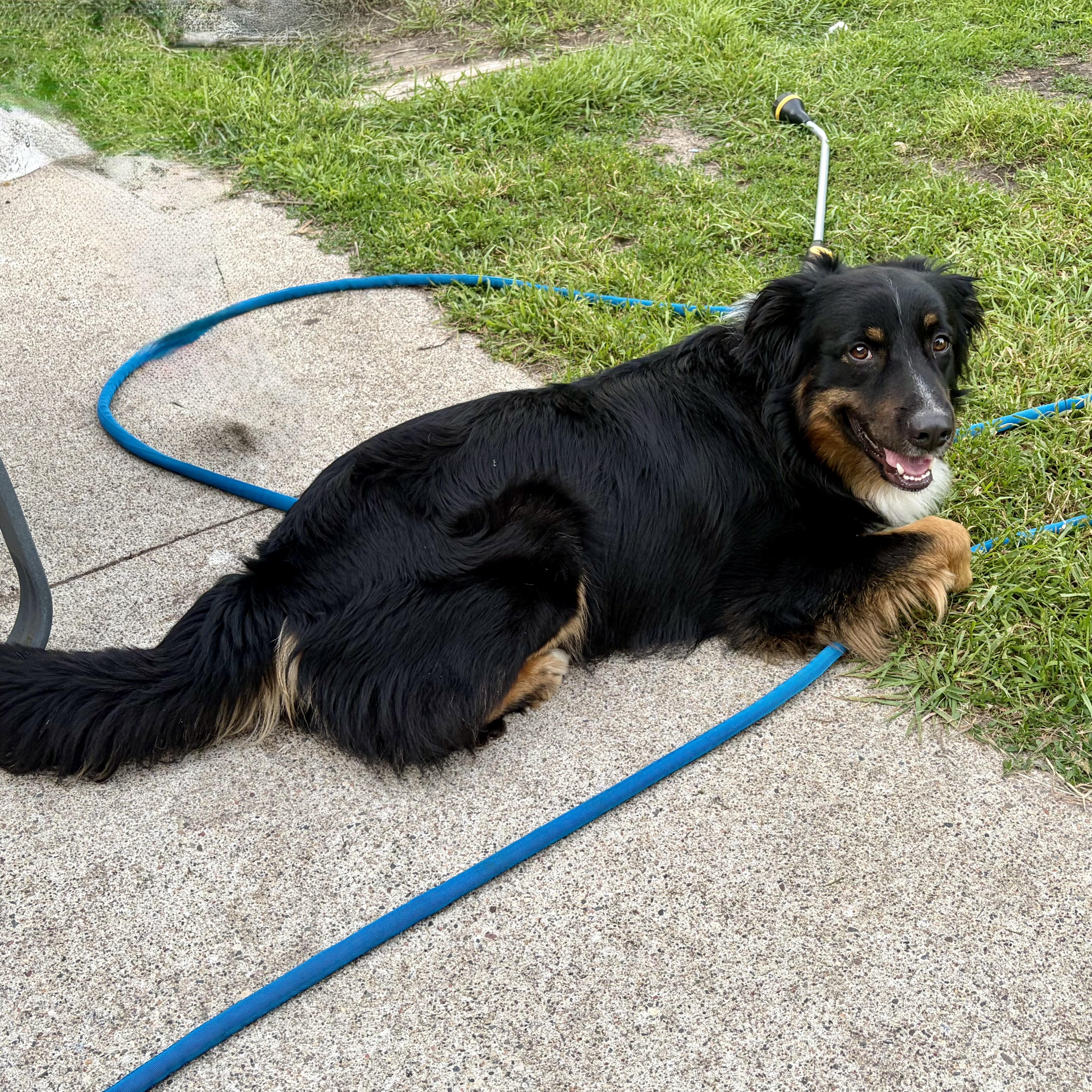 Flash, a ADOPTABLE Australian Shepherd in Prior Lake, MN image 3/6