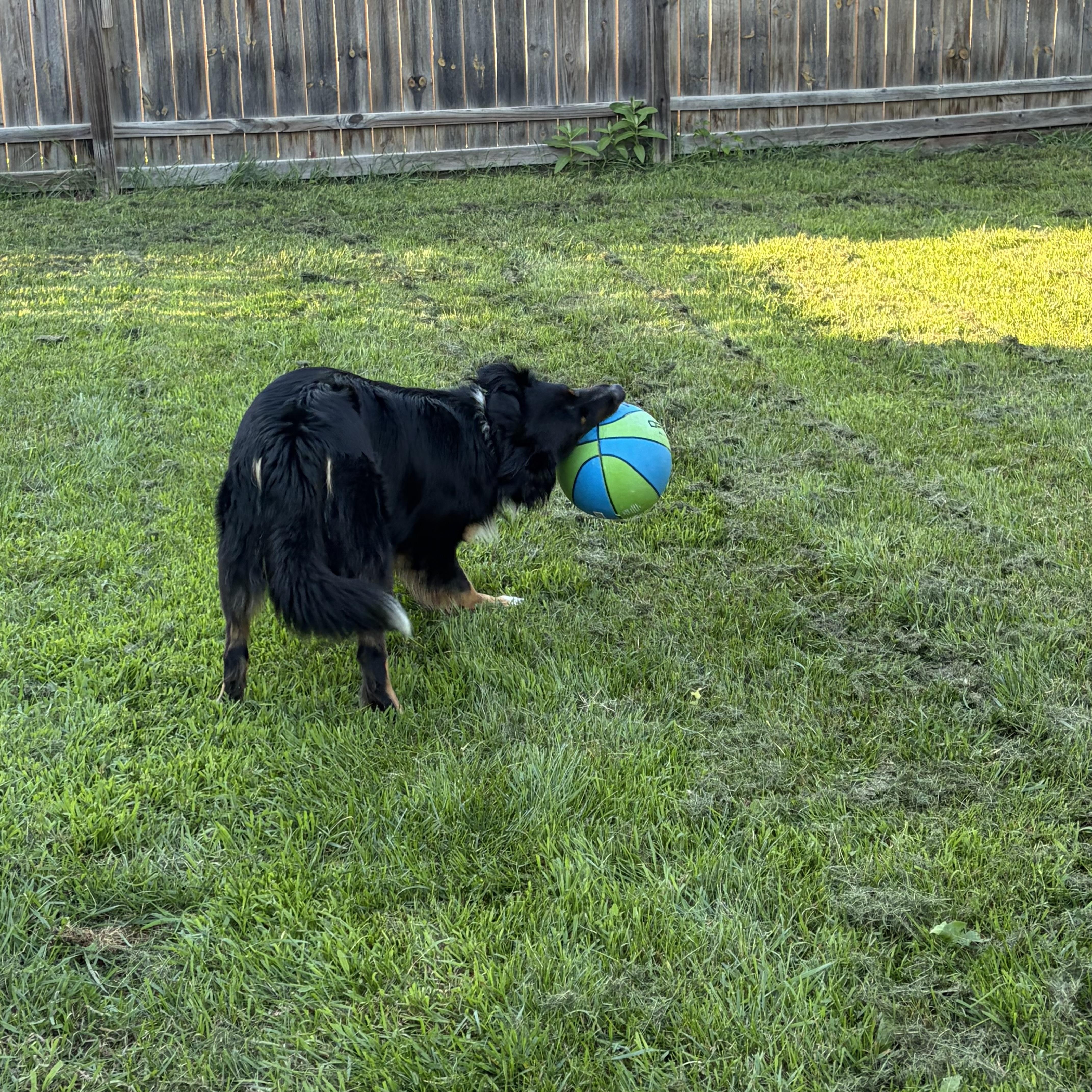 Flash, a ADOPTABLE Australian Shepherd in Prior Lake, MN image 5/6