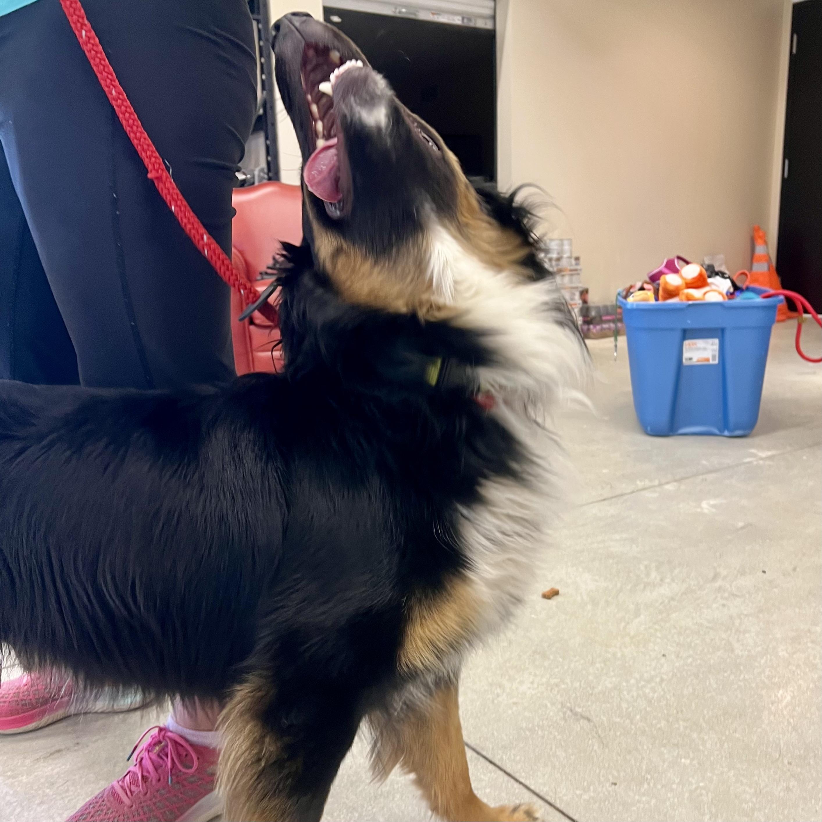Flash, a ADOPTABLE Australian Shepherd in Prior Lake, MN image 4/6