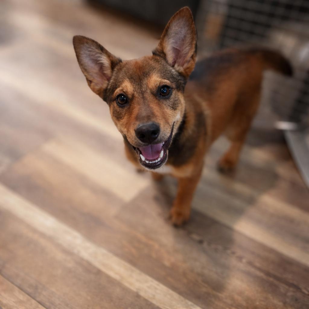 Fozzie , a ADOPTABLE mixed breed in Huson, MT image 5/5