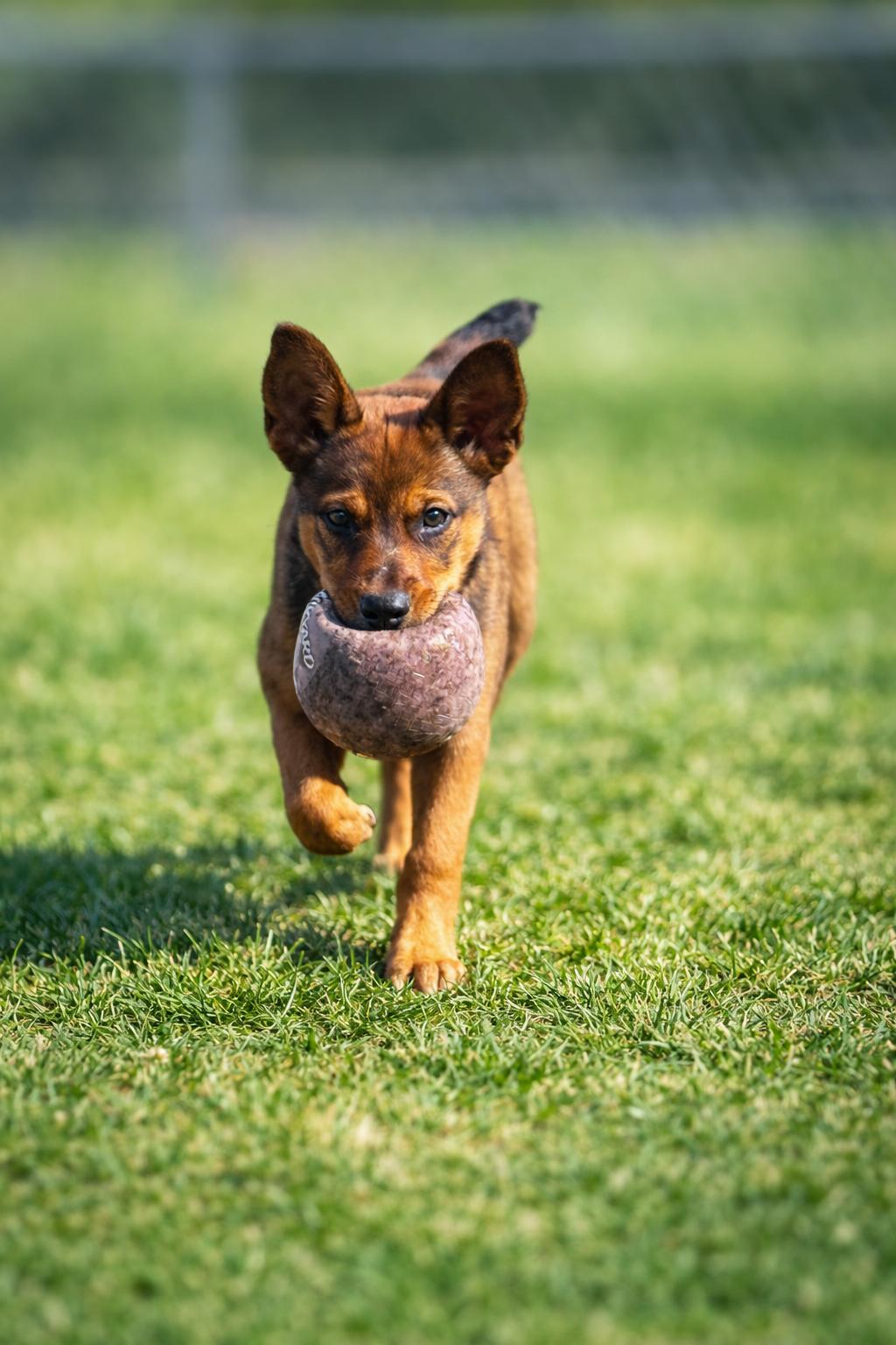 Fozzie , a ADOPTABLE mixed breed in Huson, MT image 4/5