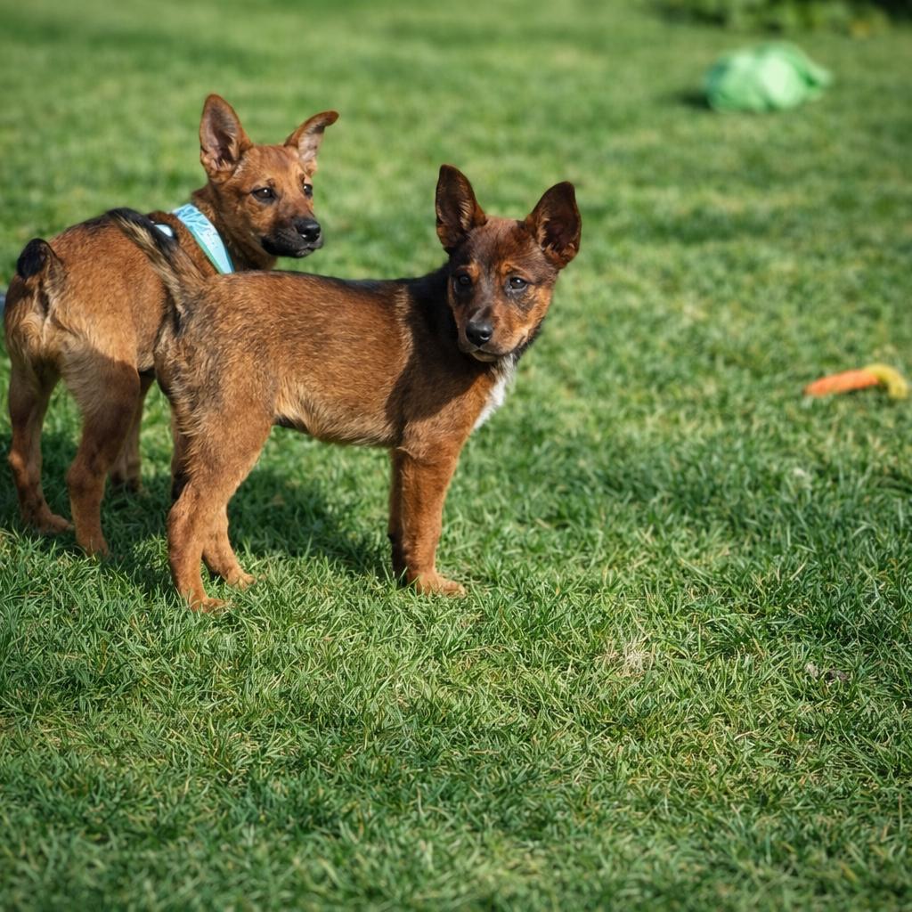 Fozzie , a ADOPTABLE mixed breed in Huson, MT image 3/5