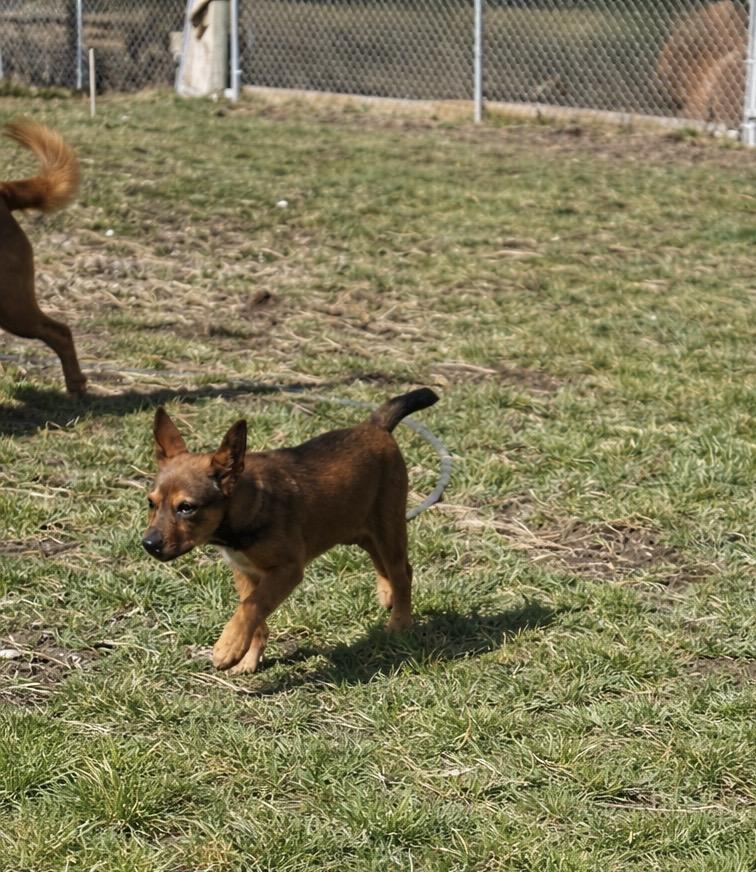 Fozzie , a ADOPTABLE mixed breed in Huson, MT image 2/5