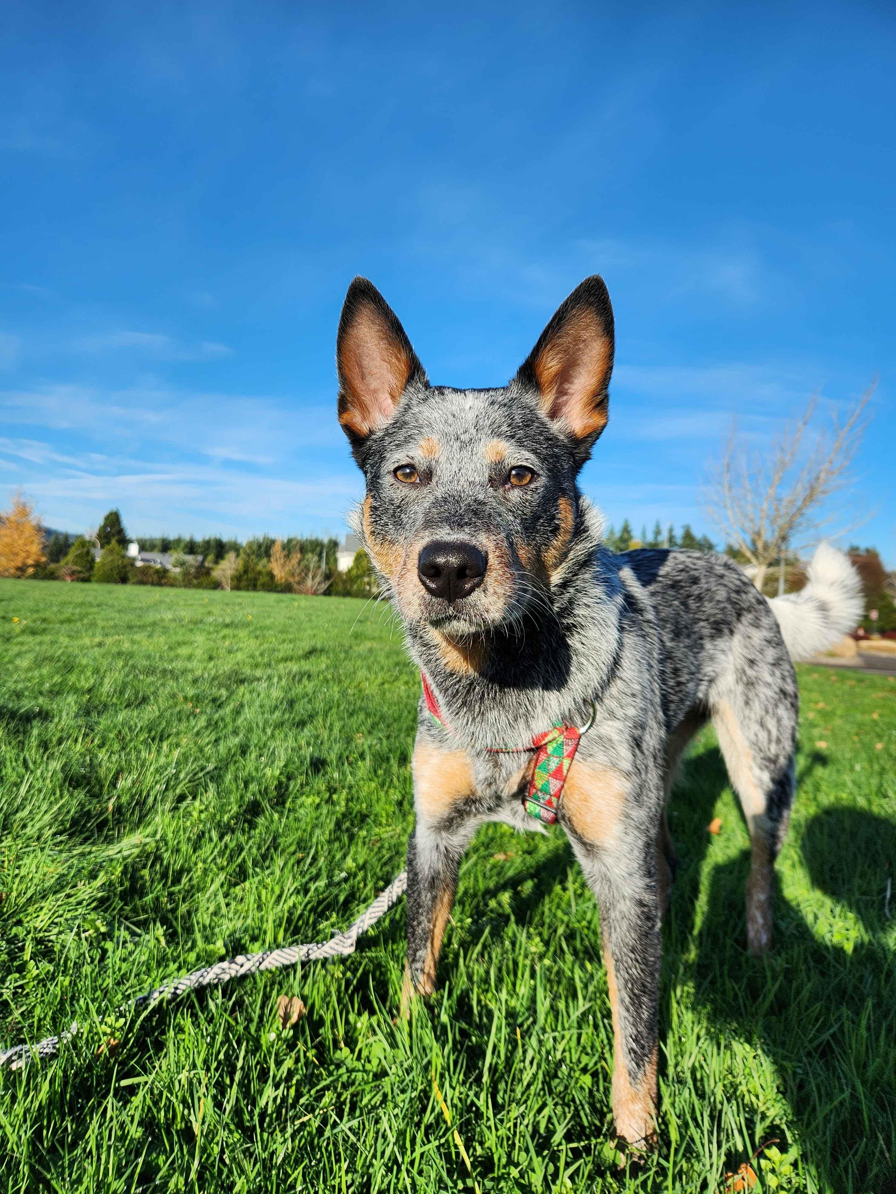 Enlarge Kubo - Adopted!, a Adoptable mixed breed in Mount Vernon, WA image 1/5