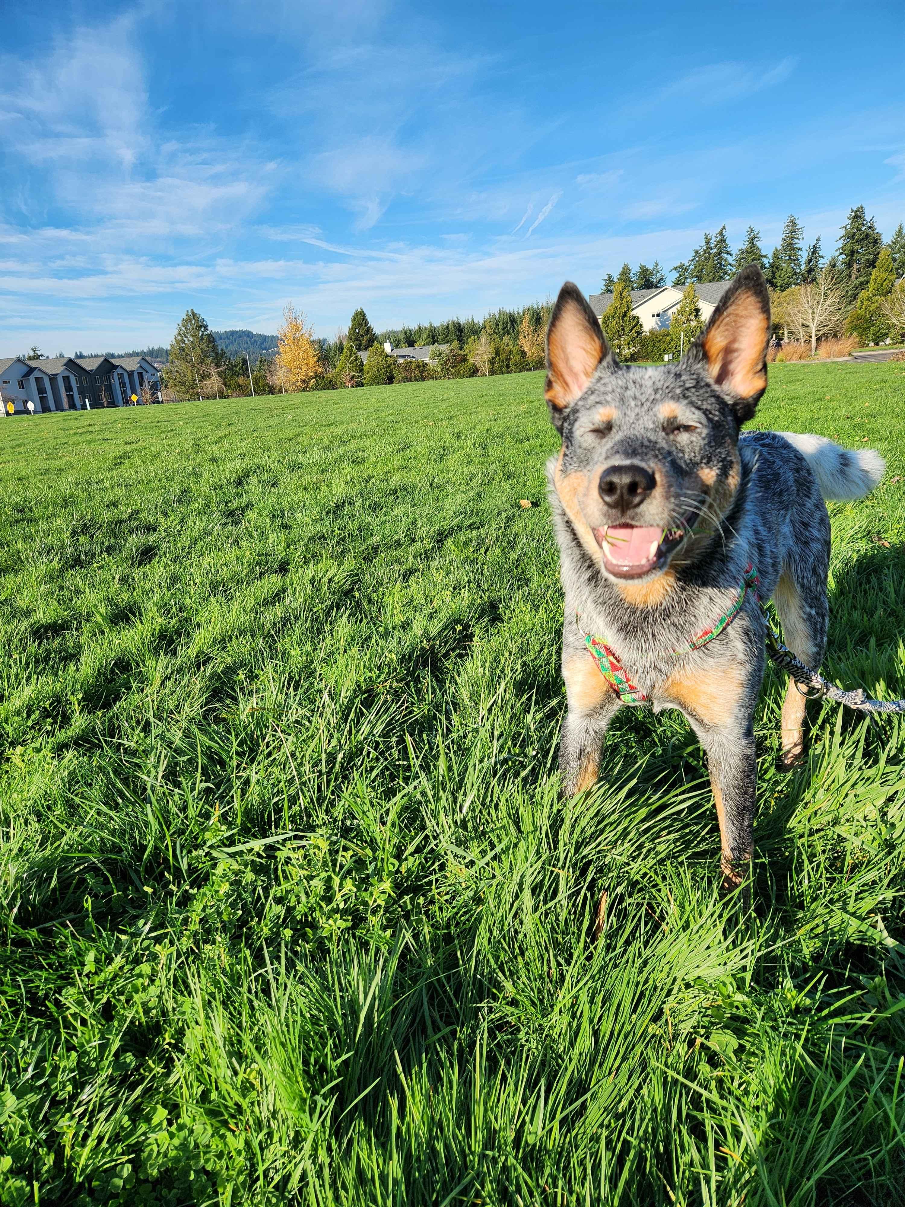 Enlarge Kubo - Adopted!, a Adoptable mixed breed in Mount Vernon, WA image 3/5