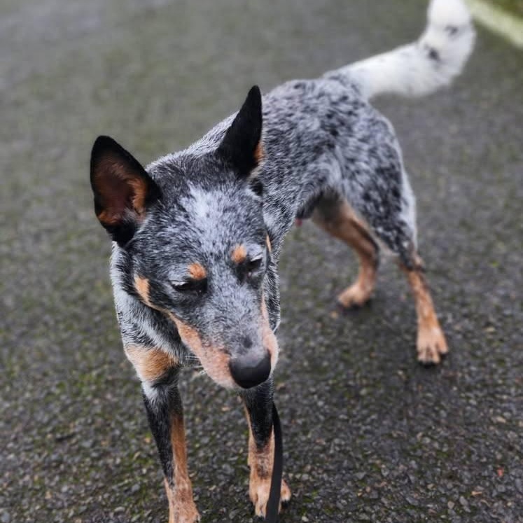 Enlarge Kubo - Adopted!, a Adoptable mixed breed in Mount Vernon, WA image 5/5