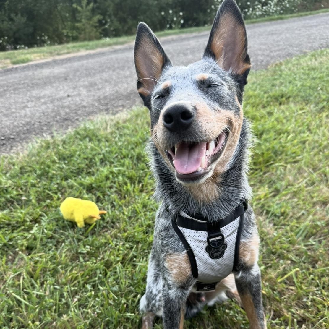 Enlarge Kubo - Adopted!, a Adoptable mixed breed in Mount Vernon, WA image 2/5