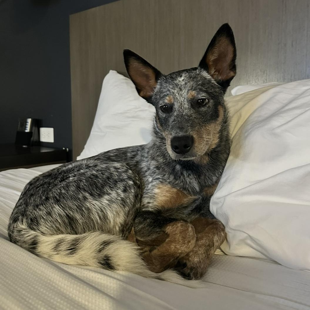 Enlarge Kubo - Adopted!, a Adoptable mixed breed in Mount Vernon, WA image 4/5