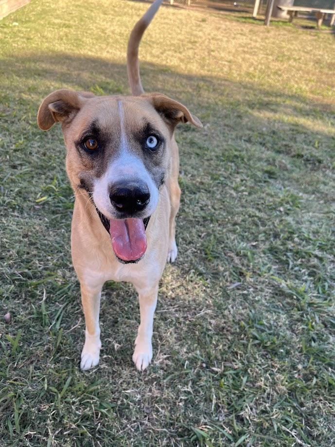 Klondike* A207240, Adult Male Catahoula Leopard Dog