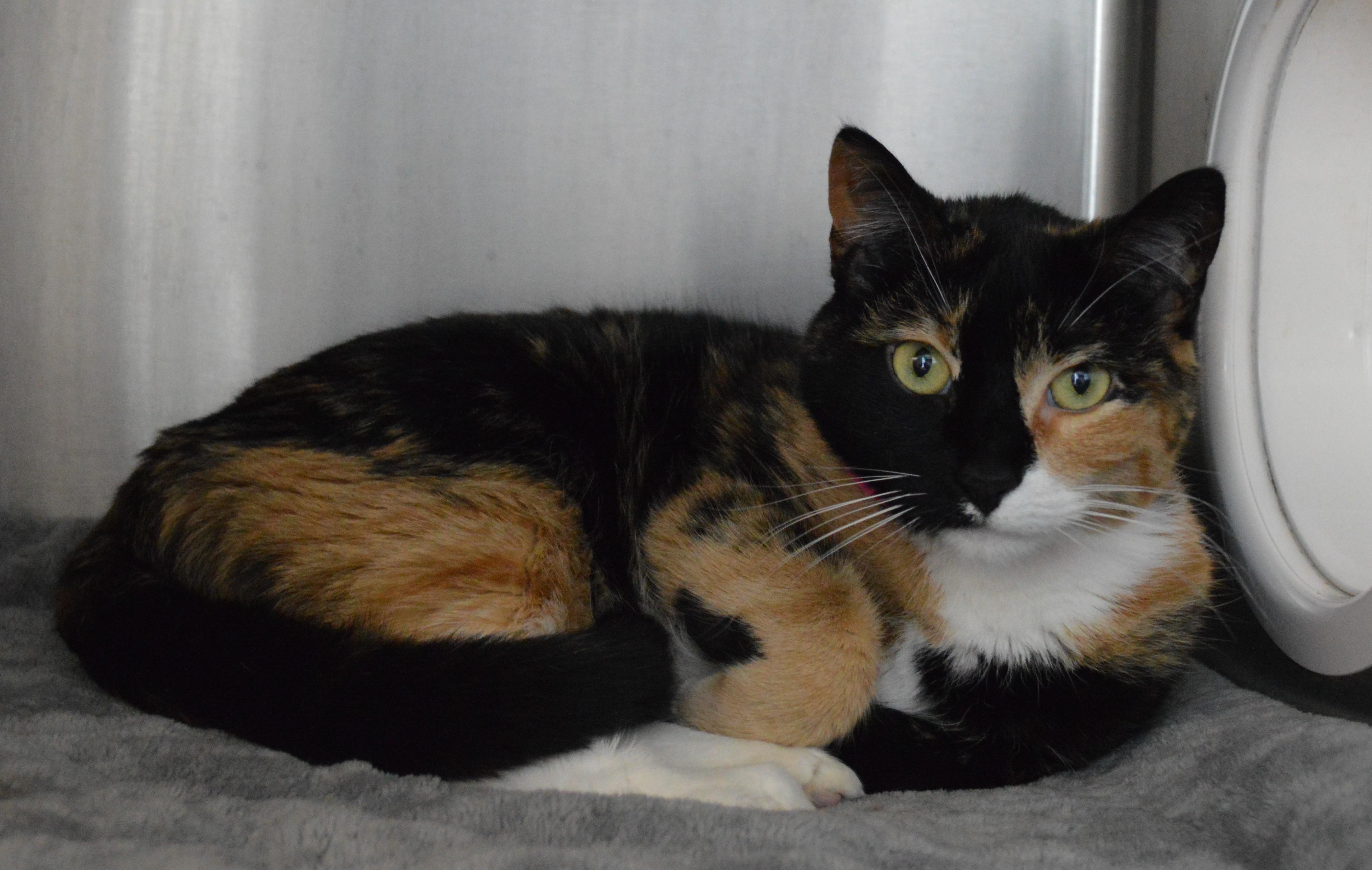 Enlarge Mango, an adopted Domestic Short Hair in House Springs, MO image 1/1