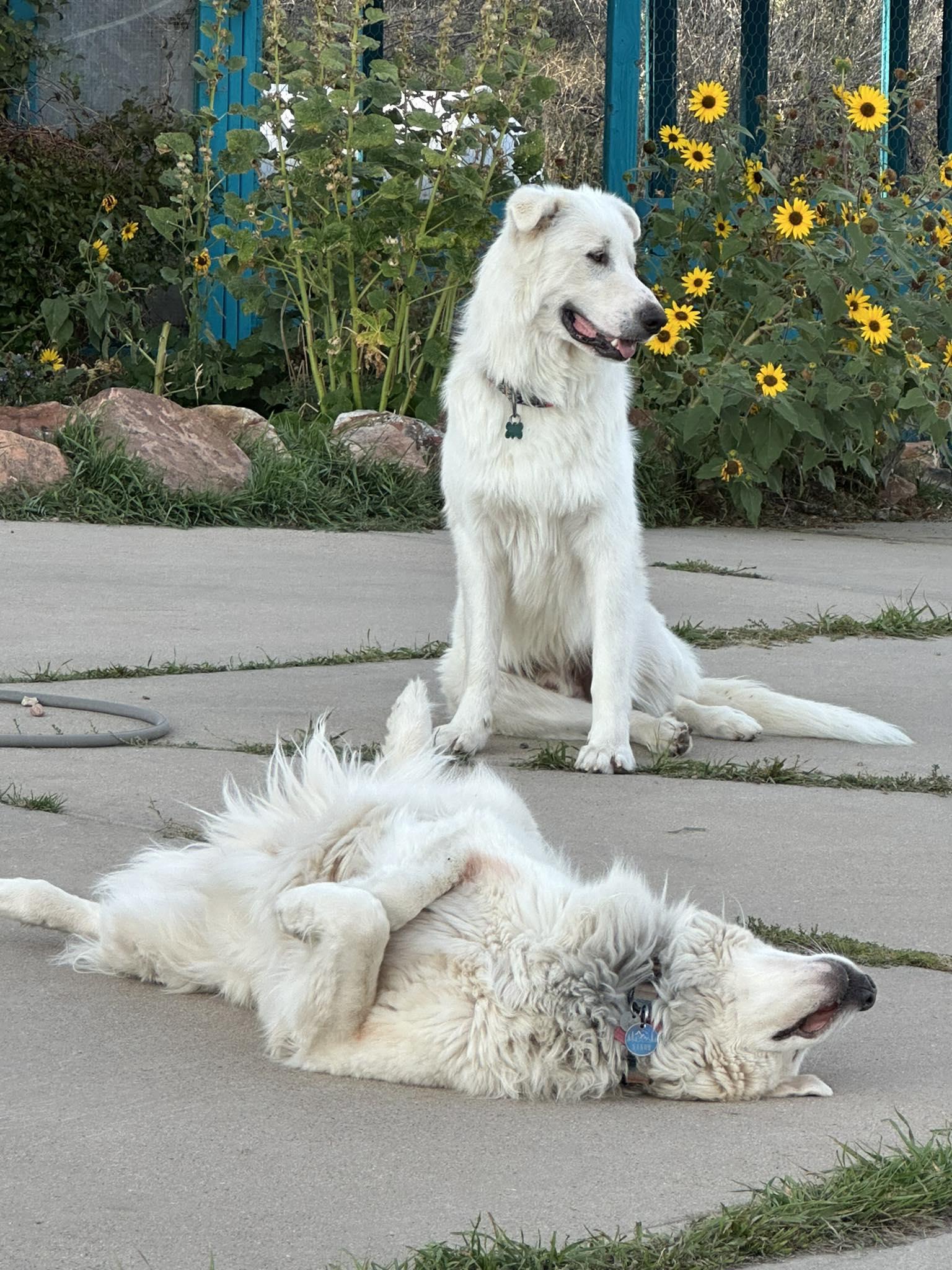 Kasper
