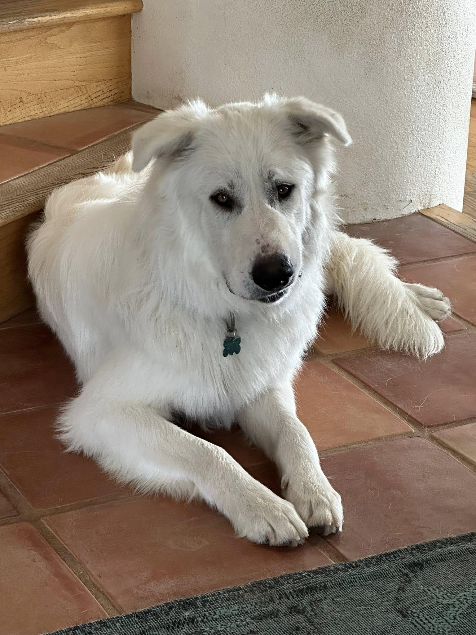 Kasper