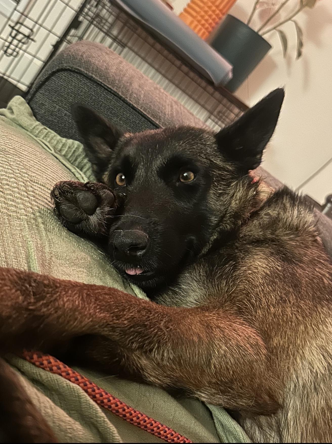 Wei, Adoptable, Adult Female Belgian Shepherd / Malinois.
