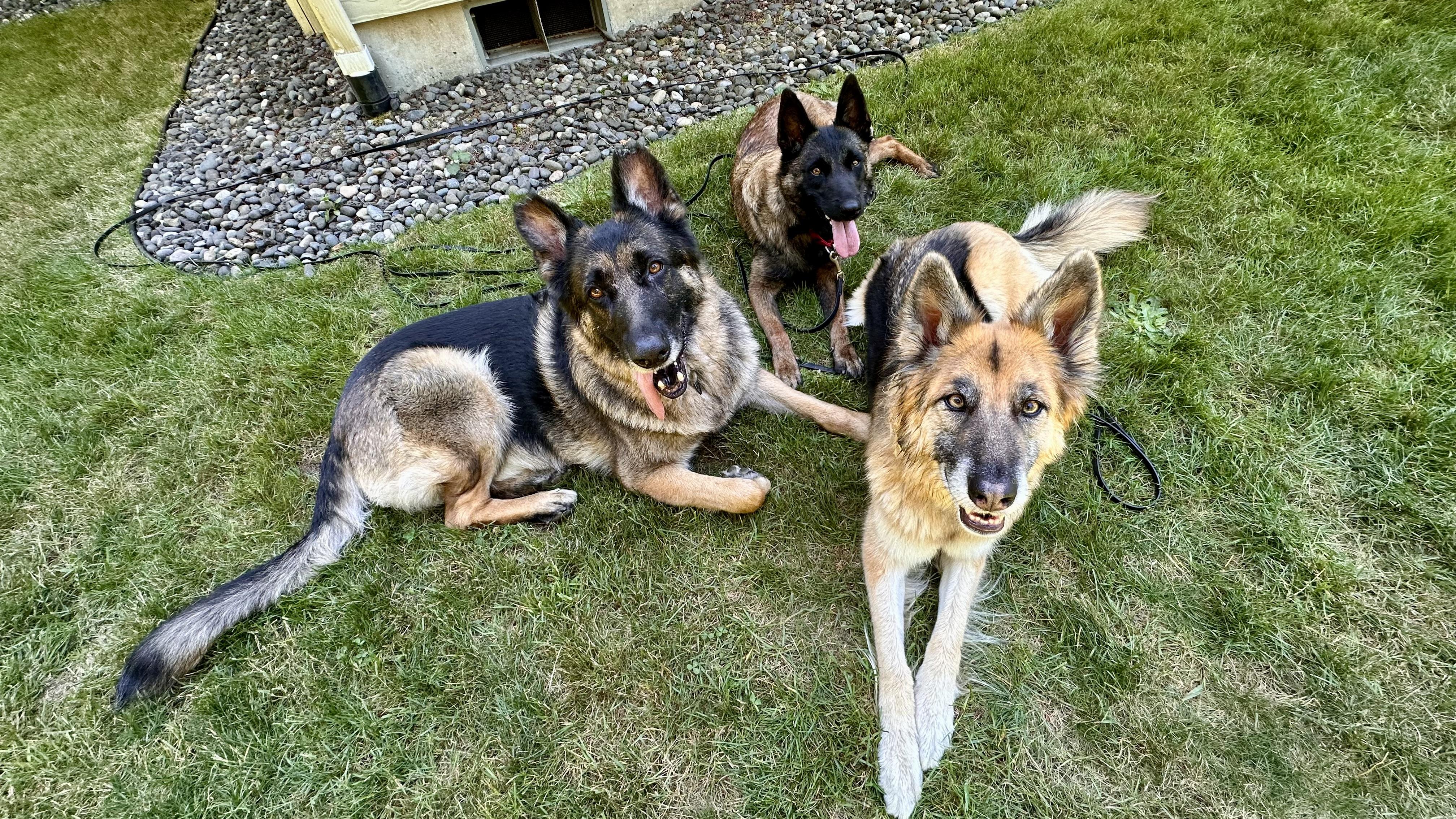 Wei, a Adoptable Belgian Shepherd / Malinois in Vancouver, WA image 2/6